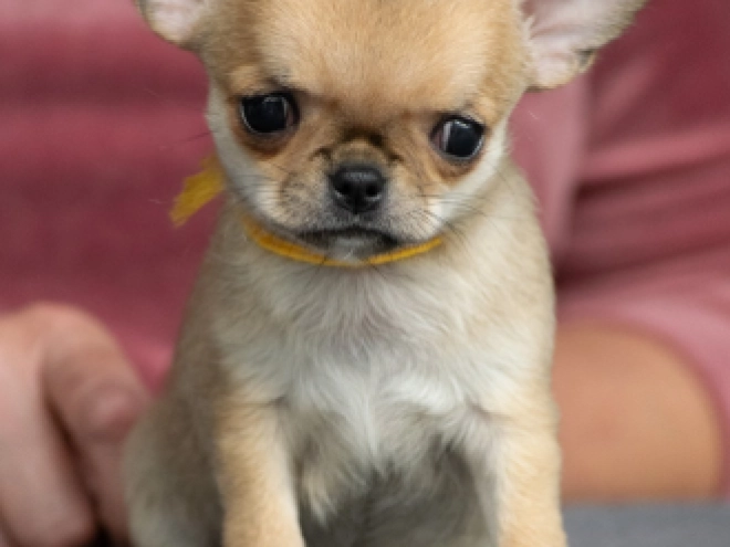 Chihuahua puppy for sale
