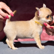 Inch, beige Chihuahua for sale