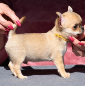Chihuahua Welpe kaufen