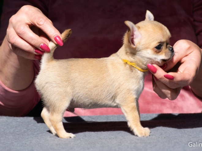Chihuahua puppy for sale
