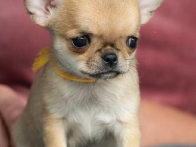 Chihuahua puppy for sale