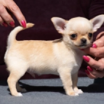 Middy, fawn Chihuahua for sale
