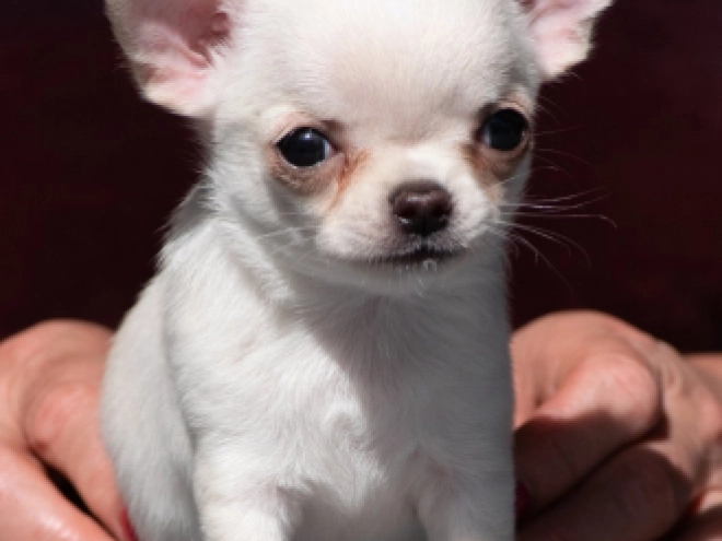 Chihuahua Welpe kaufen