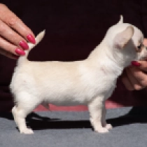 Tito, cream Chihuahua for sale