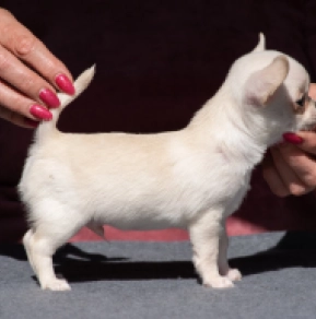 Chihuahua Welpe kaufen
