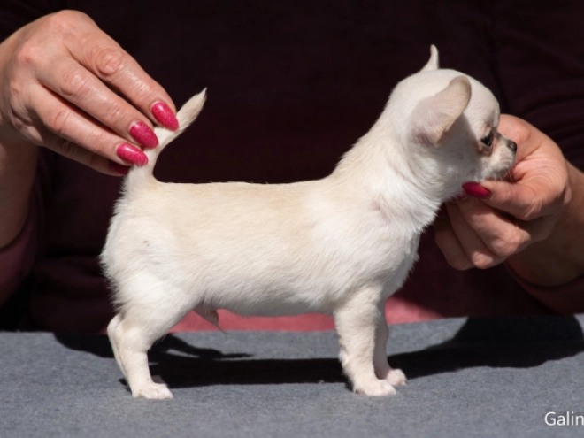 Chihuahua Welpe kaufen