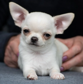 Perros Chihuahua en venta