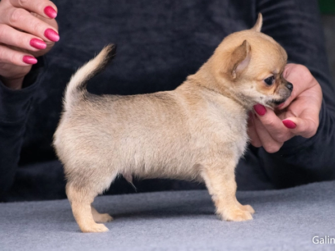 Perros Chihuahua en venta