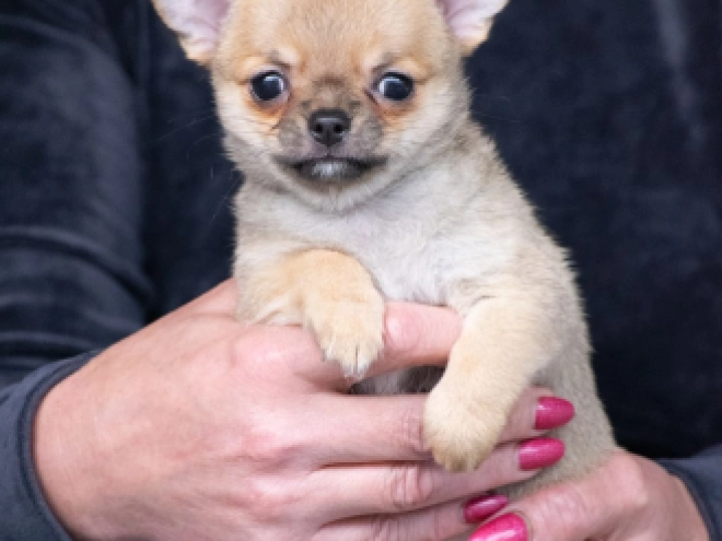 Perros Chihuahua en venta
