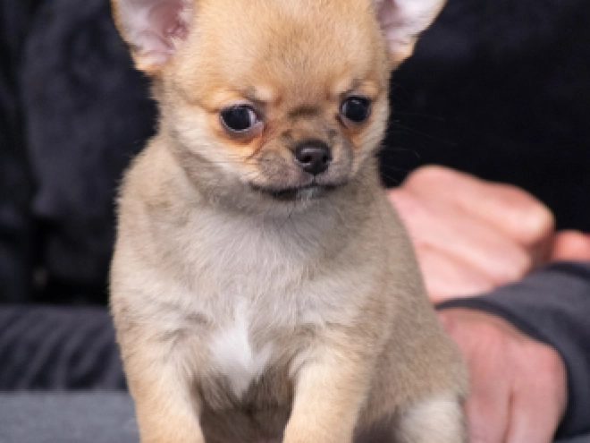 Perros Chihuahua en venta