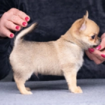 Torte, fawn Chihuahua for sale