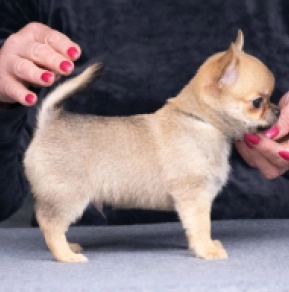 Chihuahua Welpe kaufen