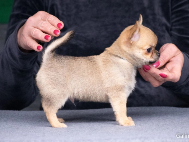 Perros Chihuahua en venta