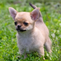 Torte, fawn Chihuahua Welpen kaufen