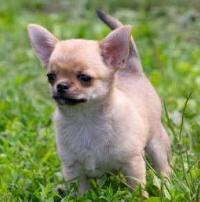 Perros Chihuahua en venta