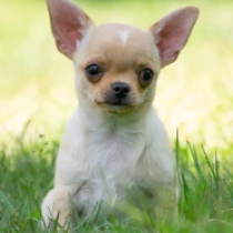 Toad, fawn Chihuahua Welpen kaufen