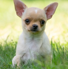 Perros Chihuahua en venta