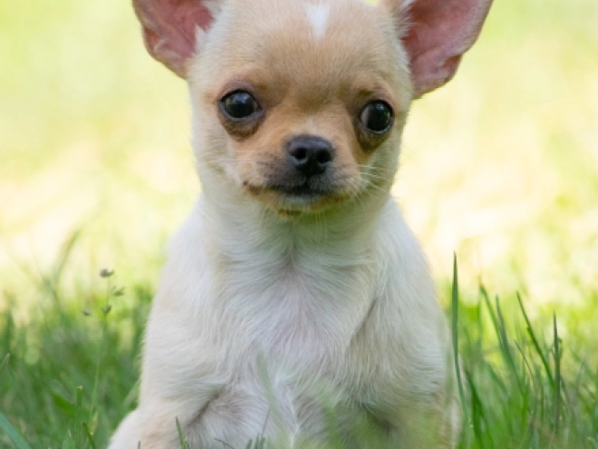 Chihuahua puppy for sale