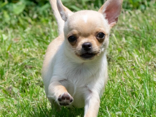 Chihuahua puppy for sale
