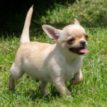 Toad, fawn Chihuahua for sale