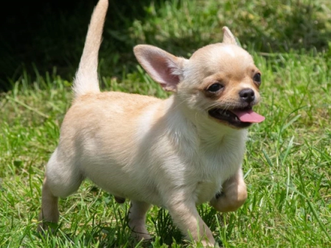 Chihuahua puppy for sale