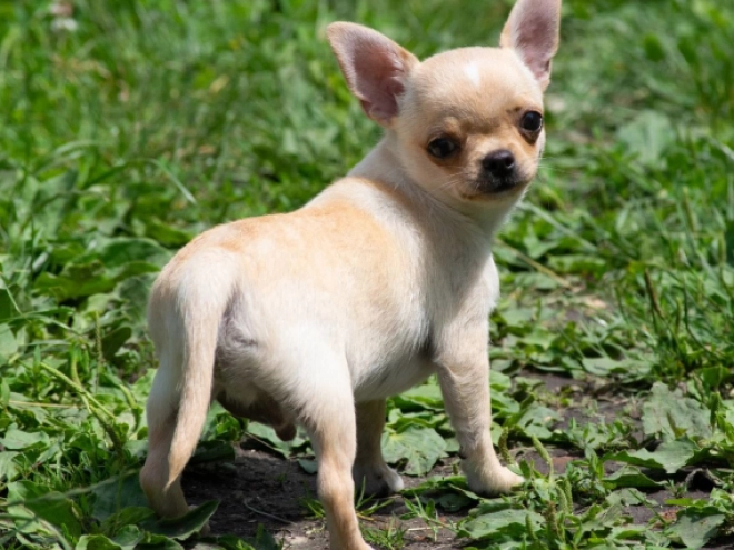 Chihuahua puppy for sale