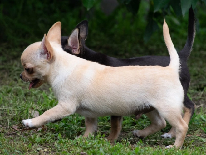 Chihuahua puppy for sale