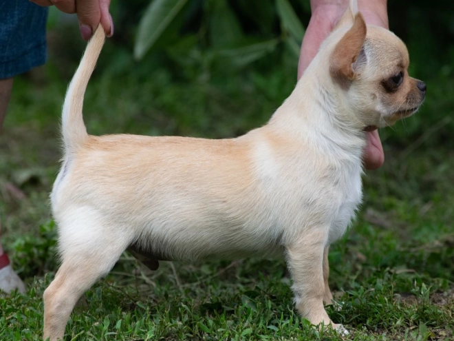 Chihuahua puppy for sale
