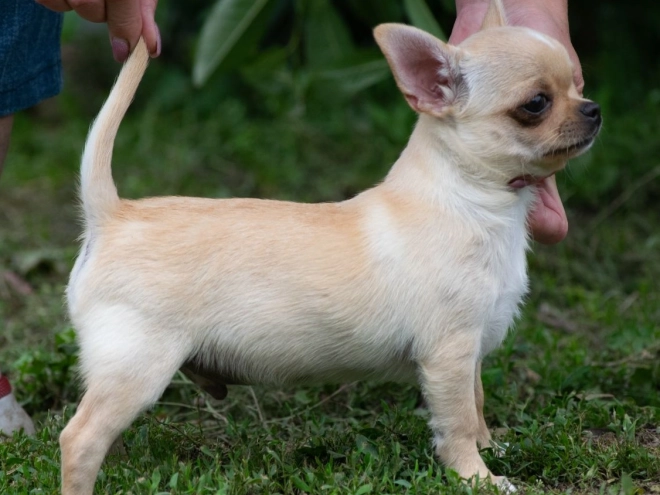 Chihuahua puppy for sale