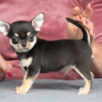 Tito, black and tan Chihuahua for sale