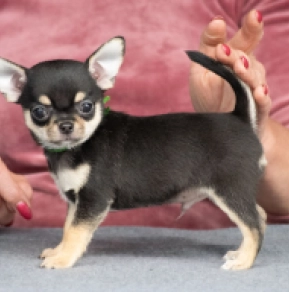Perros Chihuahua en venta