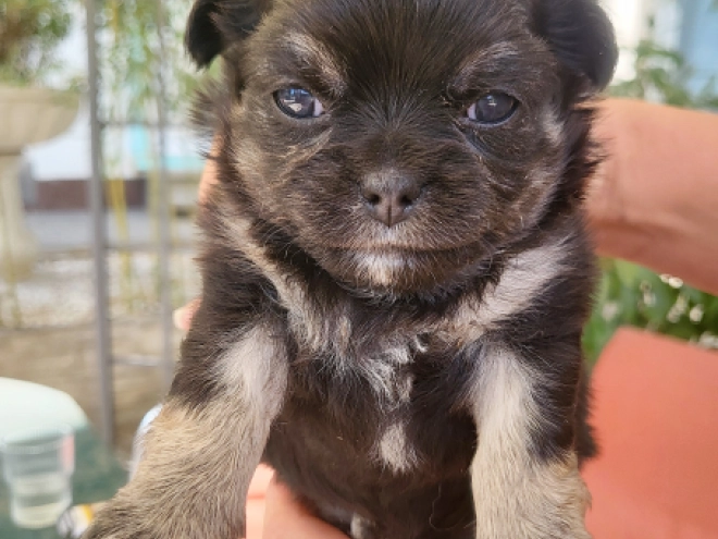 Chihuahua puppy for sale