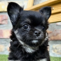 Lennie, black and tan Chihuahua en venta