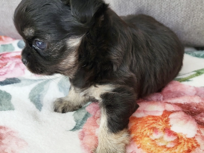 Chihuahua puppy for sale