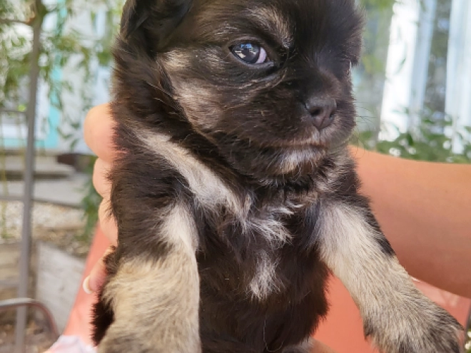 Chihuahua puppy for sale