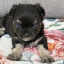 Lennie, black and tan Chihuahua for sale