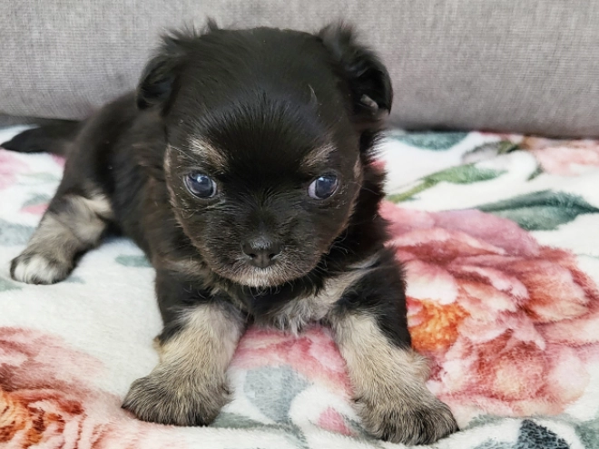 Chihuahua puppy for sale