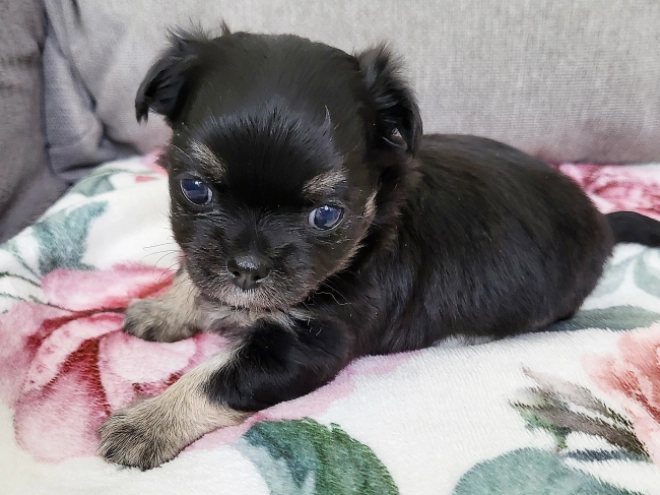 Chihuahua puppy for sale