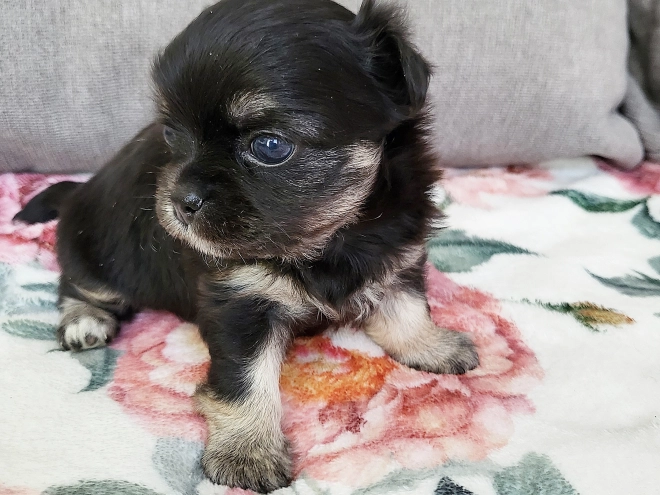 Chihuahua puppy for sale