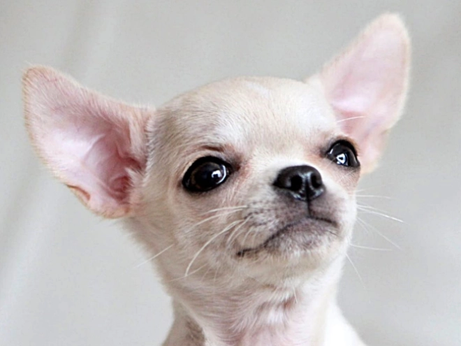 Chihuahua puppy for sale