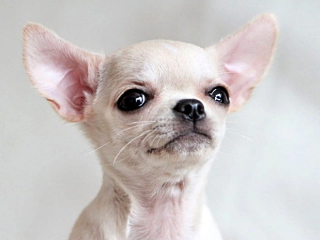 Chihuahua puppy for sale