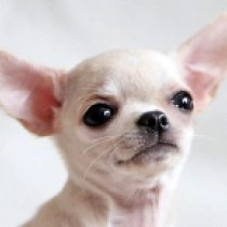 Ren, white Chihuahua for sale