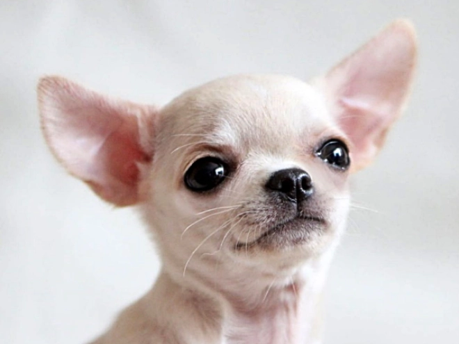 Chihuahua puppy for sale