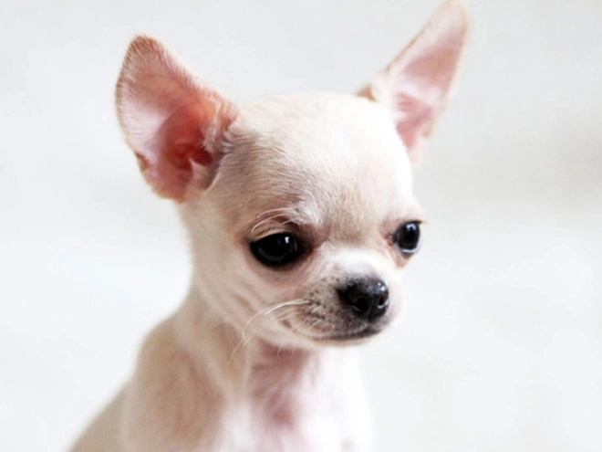 Chihuahua puppy for sale