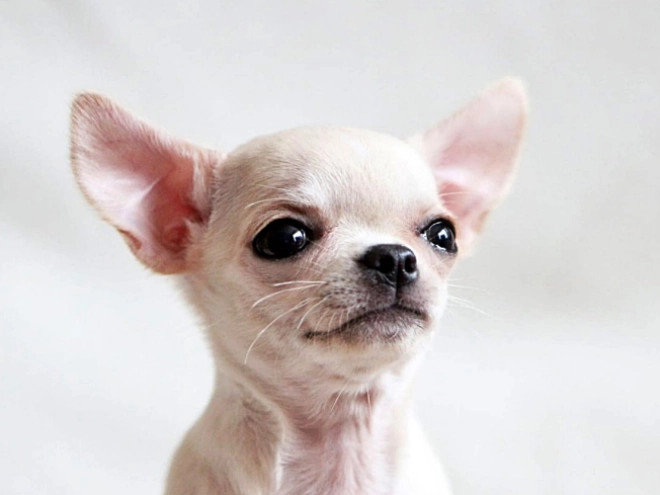 Chihuahua puppy for sale