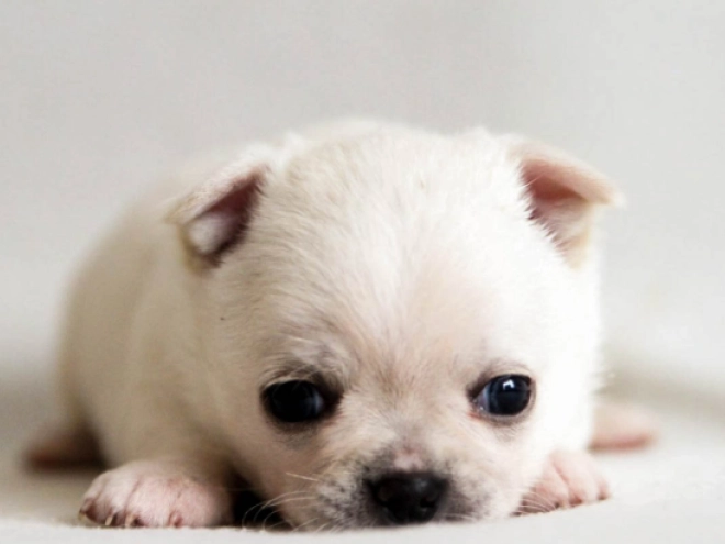 Chihuahua Welpe kaufen