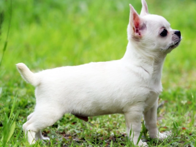 Perros Chihuahua en venta