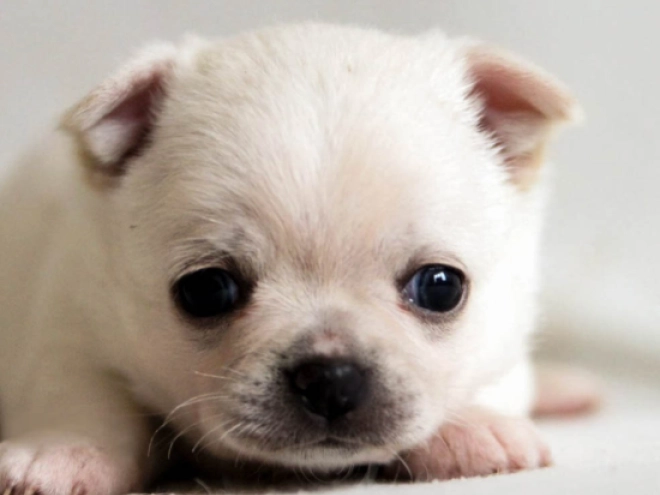 Chihuahua Welpe kaufen