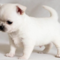 Chihuahua puppy for sale