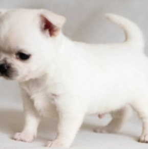 Perros Chihuahua en venta